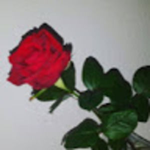 Meet your Posher, Aniyah